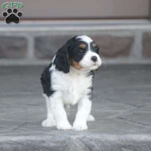 Harvey, Cavapoo Puppy